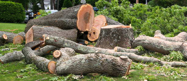 How Our Tree Care Process Works  in  Benbrook, TX